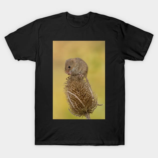 Harvest mouse on teasal T-Shirt by mansaards